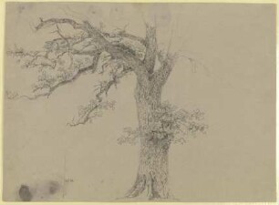 Alter Baum