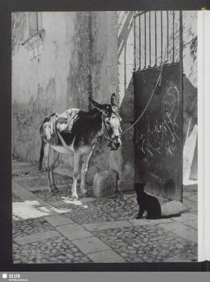 Kleines Lob auf den Esel