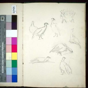 Gänse und Vogelstudien