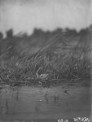 Trauerseeschwalbe : Trauerseeschwalbe (Childonias niger Linnaeus) beim Brüten.