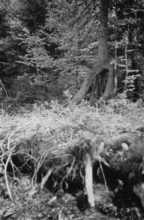 Stelzwurzeln : Stelzwurzeln einer Fichte, vermutlich bei Lohberg