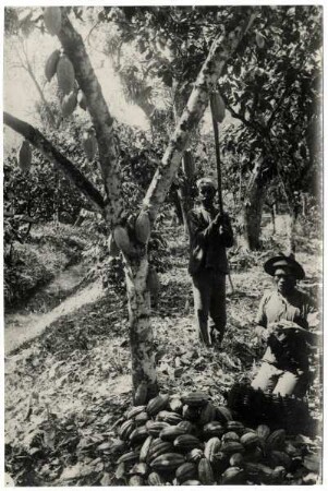 Surinam: zwei Männer bei der Kakao-Ernte (Forastero)