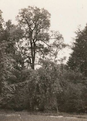 Stauchitz. Schloßpark. Große Weide