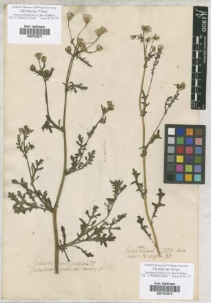 Senecio