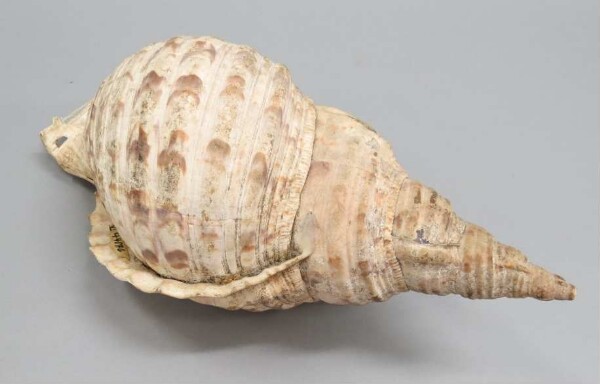 Snail trumpet