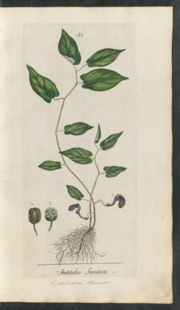 10. Aristolochia serpentaria