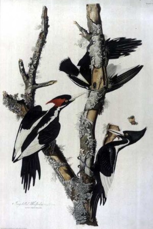 The Birds of America — Elfenbeinschnabel (Campephilus princ.)