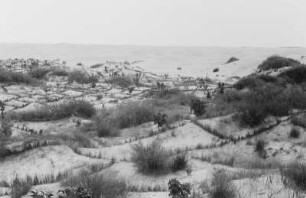 Felder und Wanderdüne : Blick auf Felder mit einer angrenzenden Wanderdüne