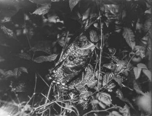 Kuckuck : Kuckuck (Cuculus canorus) im Nest einer Grasmücke (Sylvia Scopoli).