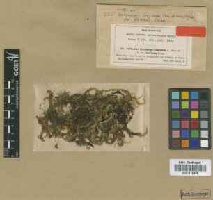 Aerobryopsis longissima (Dozy & Molk.) M.Fleisch. var. M.Fleisch. densifolia[isotype]