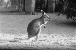 Tiere. Känguru