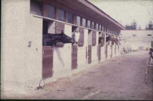 Fotografie: Pferdehaltung, Anbindehaltung