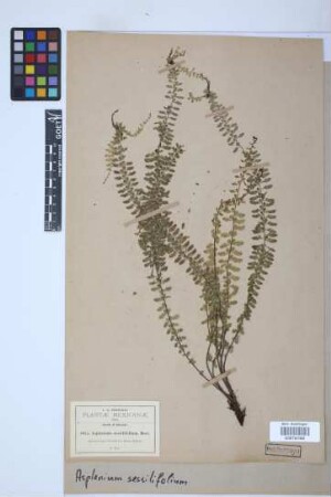 Asplenium sessilifolium Desv.