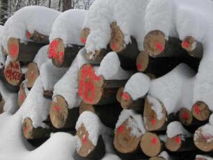 Sachsen-Anhalt, Friedrichsbrunn im Unterharz, Nutzholzstapel