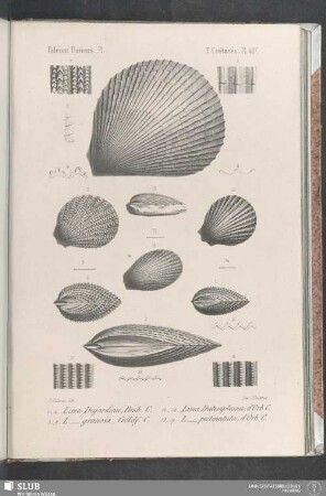 Pl. 427