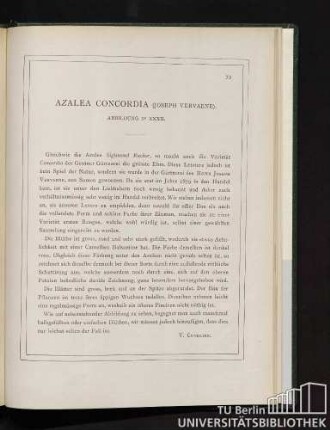 Azalea Concordia.