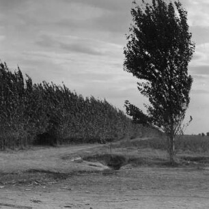 Landschaft in Razhevo Konare