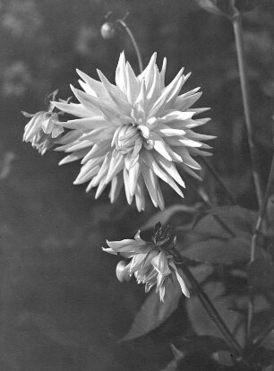 Blumen. Dahlie