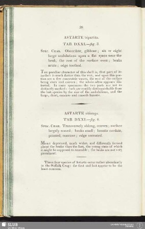 Astarte oblonga. Tab. DXXI.—fig. 4