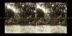 Blick über Teich mit Seerosen und Gummibaum im Botanischen Garten, Kebun Raya Bogor, Buitenzorg