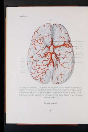 Arteriae cerebi.