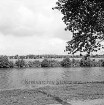 Teich am Ortsrand Richung Siek: Blick von Teichstraße aus: im Hintergrund Felder, Kühe, Strommast: rechts oben Zweige eines Baumes