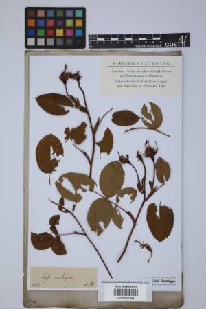 Rosa centifolia L.