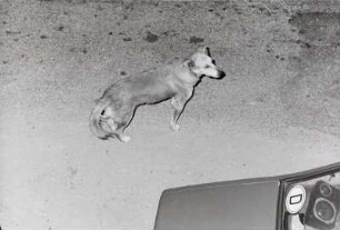 Straßenhund neben einem Auto