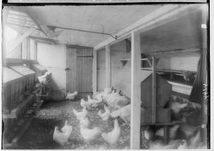 Hühnerfarm; Freilaufende Hühner im Stall an Futterplätzen