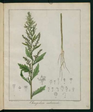 41r, Chenopodium ambrosioides