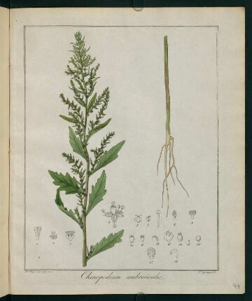 41r, Chenopodium ambrosioides