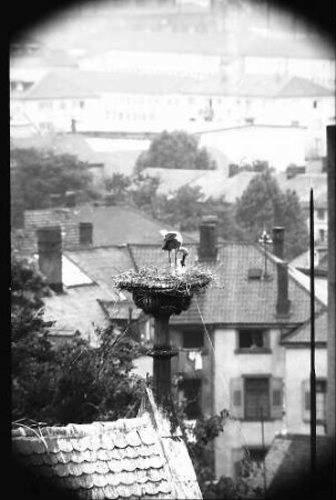 Freiburg: Blick vom Turm der Universität auf ein Storchennest auf der Universitätsbibliothek