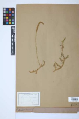Pseudolycopodiella serpentina (Kze.) Holub