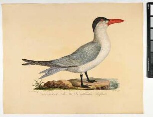 Sterna megarhynchos. Nobis. Mas. Die großschnabelige Meerschwalbe. - Raubseeschwalbe. Hydroprogne caspia; mas. - Zeichner: Johann Mathias Hergenröder; Stecher: Johann Carl Bock