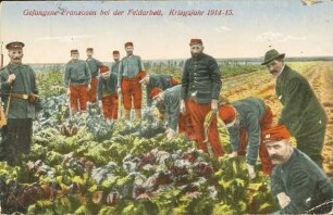 Gefangene Franzosen bei der Feldarbeit, Kriegsjahr 1914-15.