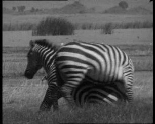 Equus quagga (Equidae) - Kampfverhalten