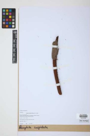Alsophila cuspidata (Kunze) D.S.Conant