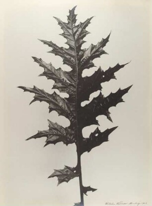 Akanthus longifolius