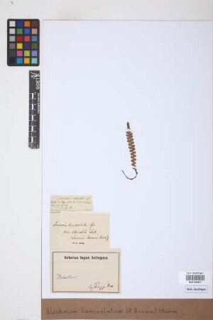Blechnum lanceolatum (R.Br.) J.W.Sturm