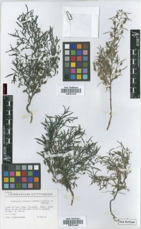 Anticharis linearis (Benth.) Hochst. ex Aschers.