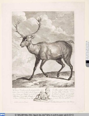 Ein Hirsch