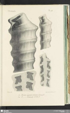 Pl. 158