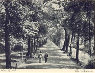 Blick in die Allee. Detmold. Allee. Ansichtskarte. Papierabzug