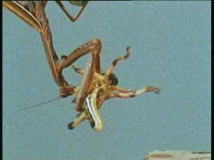 Mantis religiosa (Mantidae) - Beutefangverhalten
