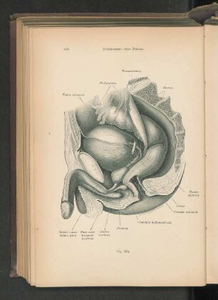 Fig. 365. Beckenorgane eines Mannes.