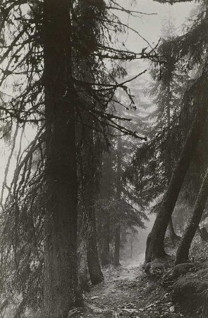 Waldkarpaten. Urwald im Nebel am Pop Ivan (1940 m), östlich von Trebusa
