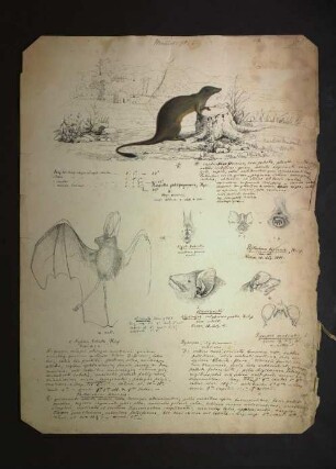 Galerella sanguinea (Rüppell, 1835), Mammalia pl. I., Nycteris labiata (Heuglin, 1861), Nycticejus flavigaster (Heuglin, 1861), Nyctinomus (Dysopes) ventralis (Heuglin, 1861), Phyllorrhina bicornis (Heuglin, 1861)