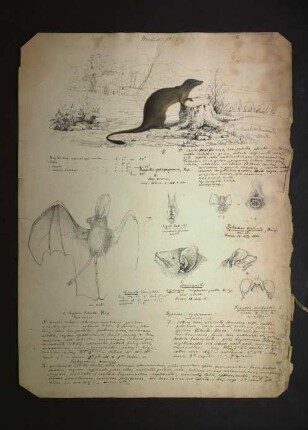 Galerella sanguinea (Rüppell, 1835), Mammalia pl. I., Nycteris labiata (Heuglin, 1861), Nycticejus flavigaster (Heuglin, 1861), Nyctinomus (Dysopes) ventralis (Heuglin, 1861), Phyllorrhina bicornis (Heuglin, 1861)