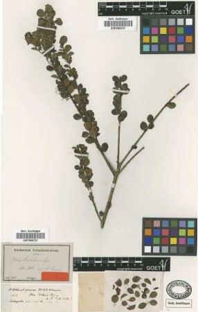 Ilex lechleri Loes. [isotype]