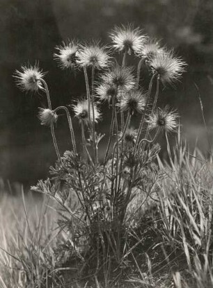 Europa. Gewöhnliche Kuhschelle (Pulsatilla vulgaris)